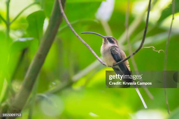 hummingbird perched on twig: long-billed hermit (phaethornis longirostris) - pic of hummingbird stock pictures, royalty-free photos & images