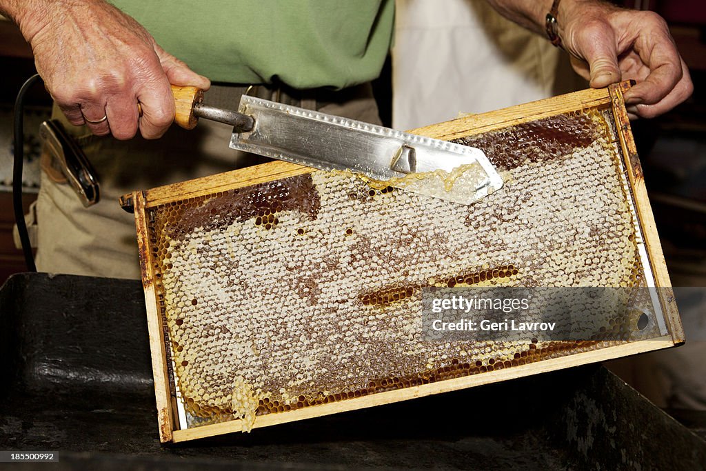 Beekeeper preparing a honeycomb for centrifuge