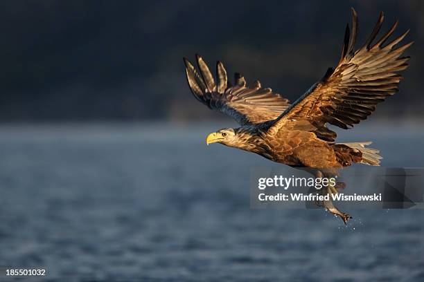 white-tailed eagle at the norwegian coast - trondheim photos et images de collection