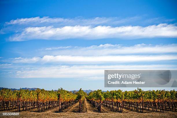 grape vineyards in sonoma county during autumn. - sonoma fotografías e imágenes de stock
