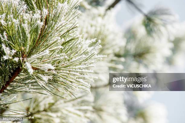 rost-covered cedar branches at winter nature background - cedar branch stock pictures, royalty-free photos & images
