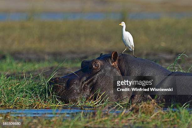 wildlife of chobe natiobal park - symbiotic relationship stock pictures, royalty-free photos & images