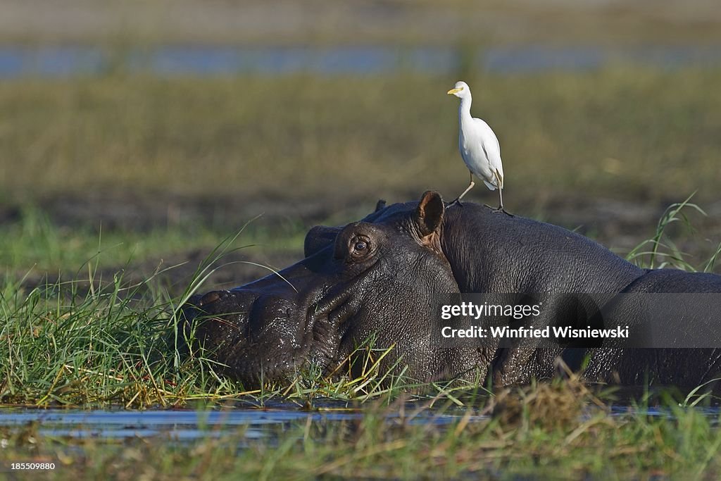 Wildlife of Chobe Natiobal Park