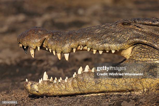 wildlife of chobe natiobal park - hoektand stockfoto's en -beelden