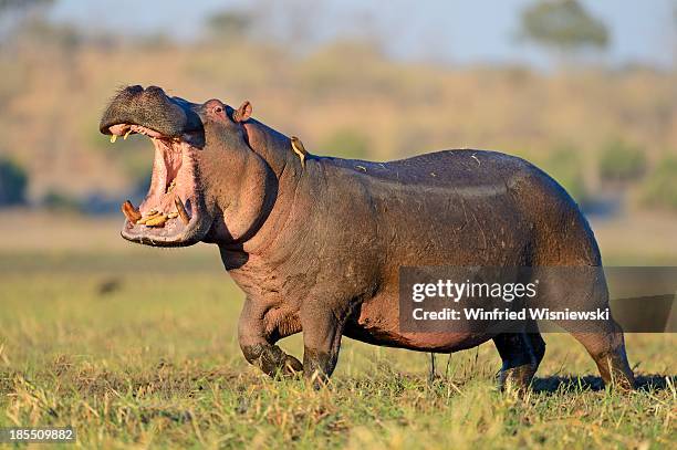 wildlife of chobe natiobal park - hippopotame photos et images de collection