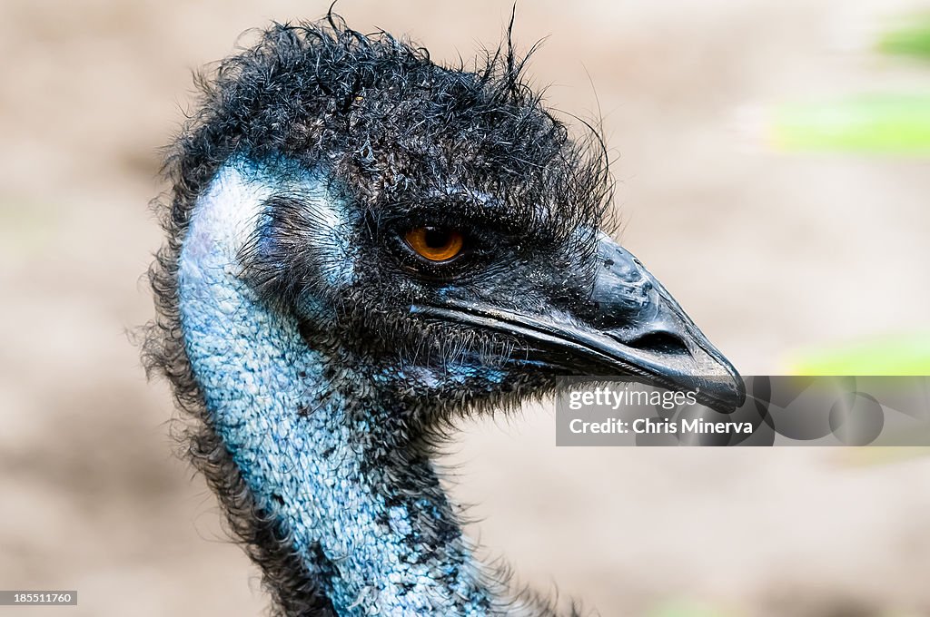 Detailed Emu profile