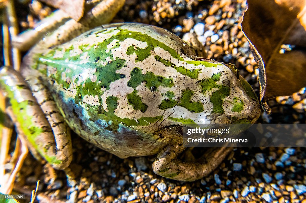 Cuban Treefrog Sunning Himself on Pebbles