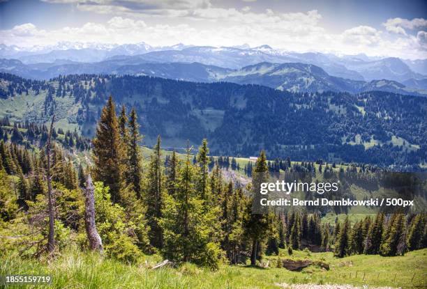 scenic view of pine trees against sky - bernd dembkowski 個照片及圖片檔