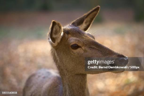 close-up of deer - bernd dembkowski stock-fotos und bilder