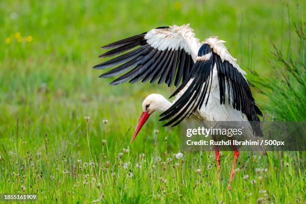 close-up of eagle flying over field - white stork stock pictures, royalty-free photos & images