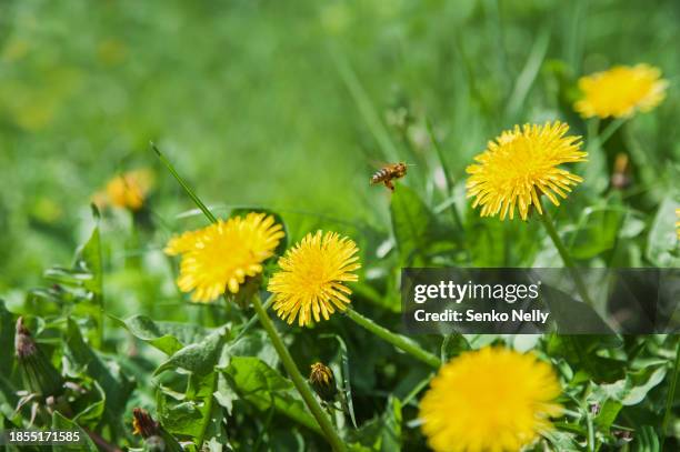 dandelions in green grass against the sky. - dandelion leaf stock pictures, royalty-free photos & images