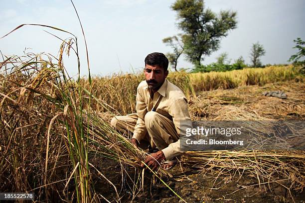 Farm worker cuts rice with a sickle during a crop harvest in Bucheki village in the district of Faisalabad in Punjab, Pakistan, on Saturday, Oct. 12,...