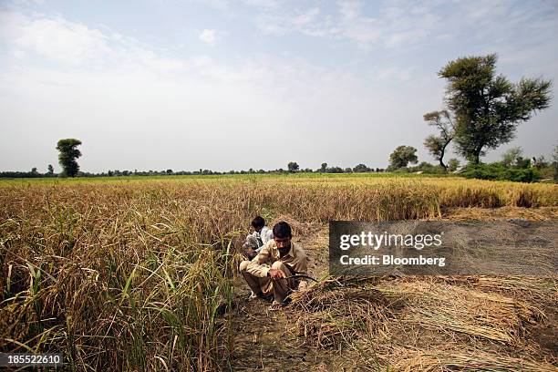 Farm workers cut rice with a sickle during a crop harvest in Bucheki village in the district of Faisalabad in Punjab, Pakistan, on Saturday, Oct. 12,...