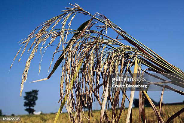 Nawas Rice 154 Chiniot District Stock Photos, High-Res Pictures, and Images ...