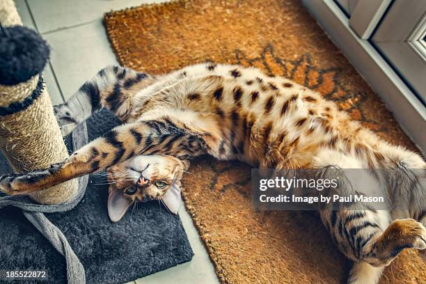 soft - bengal cat stock pictures, royalty-free photos & images