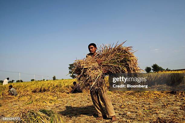 Farm worker carries a bundle of rice during a crop harvest in the district of Chiniot in Punjab, Pakistan, Sunday, Oct. 13, 2013. Prime Minister...