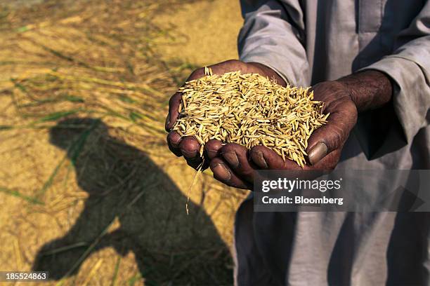 Nawas Rice 154 Chiniot District Stock Photos, High-Res Pictures, and Images ...