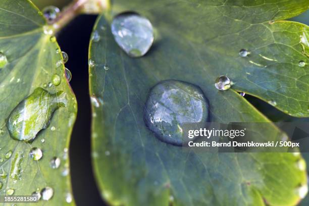 close-up of raindrops on leaves - bernd dembkowski stock pictures, royalty-free photos & images