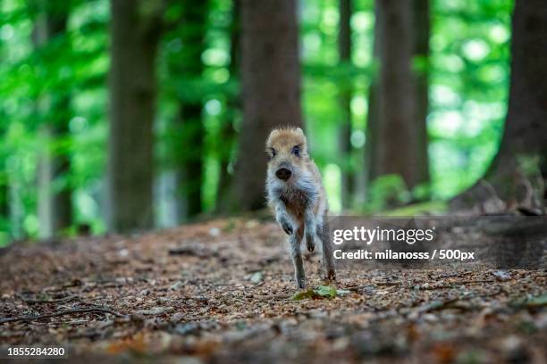 portrait of dog standing on field - piglet stock pictures, royalty-free photos & images