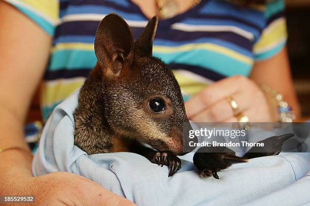 Volunteer, Christelle cares for 'Phoenix' an orphaned baby Swamp Wallaby burned in the Springwood fires on October 22, 2013 in Castlereagh,...