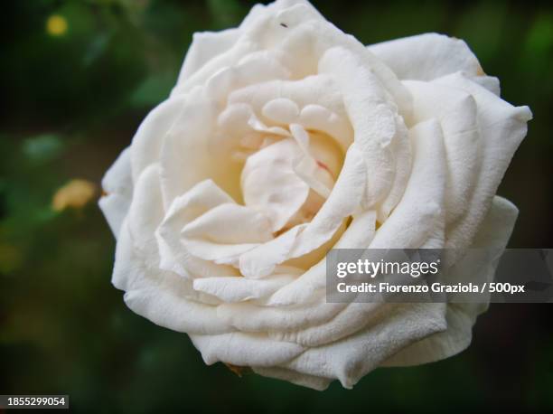 close-up of white rose,volano,italy - volano stock pictures, royalty-free photos & images