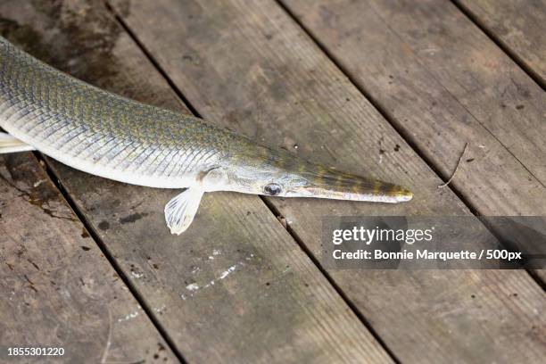 high angle view of fish on wooden table - lepisosteus oculatus stock pictures, royalty-free photos & images