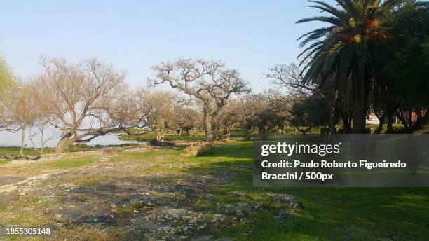 trees on field against clear sky - antiparasitic stock pictures, royalty-free photos & images