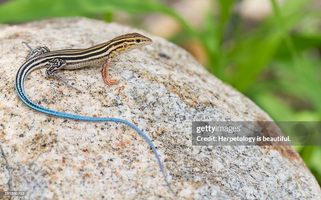 Aspidoscelis hyperythra