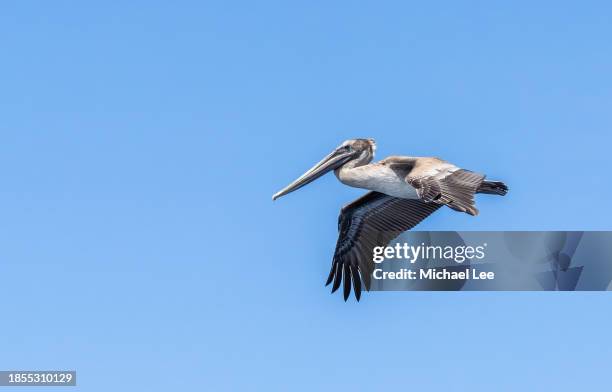 california brown pelican in flight - kalifornisk brun pelikan bildbanksfoton och bilder