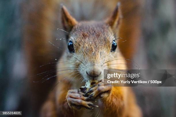 close-up portrait of gray american red squirrel eating food - sciurus carolinensis stock-fotos und bilder