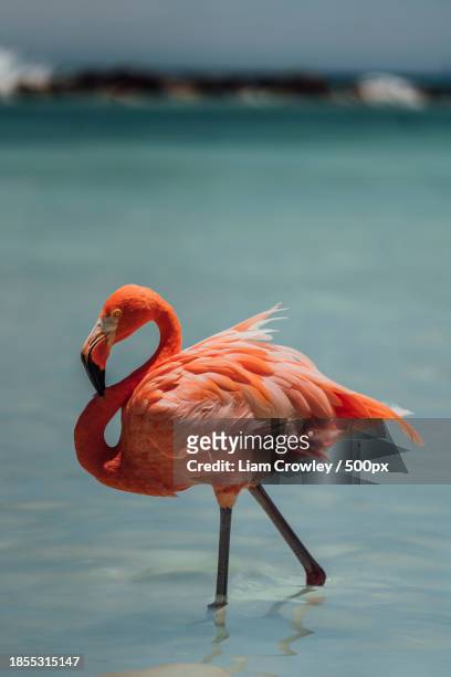 close-up of greater flamingo in lake,aruba - liam stock pictures, royalty-free photos & images