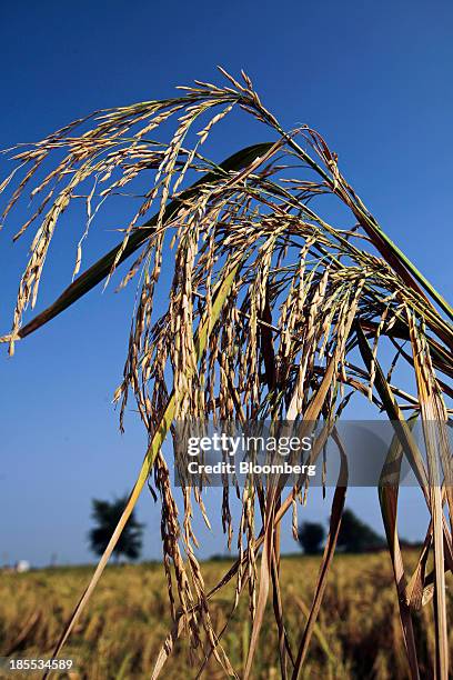 Nawas Rice 154 Chiniot District Stock Photos, High-Res Pictures, and Images ...