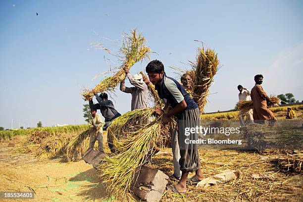 Farm workers thresh rice during a crop harvest in Chiniot district of Punjab province, Pakistan, on Sunday, Oct. 13, 2013. Prime Minister Nawaz...