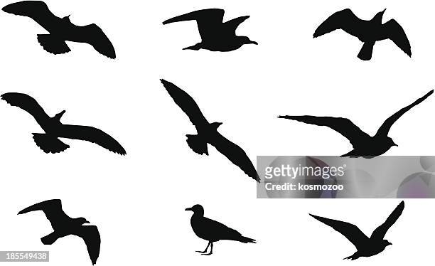 ilustraciones, imágenes clip art, dibujos animados e iconos de stock de pájaro - gaviota