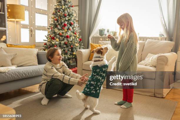 christmas with pets - boxing day tradition stock pictures, royalty-free photos & images