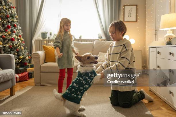 christmas with pets - 6 11 months stock pictures, royalty-free photos & images