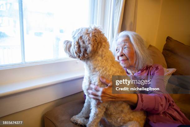 elderly senior woman and her dog - emotional support animal stock pictures, royalty-free photos & images