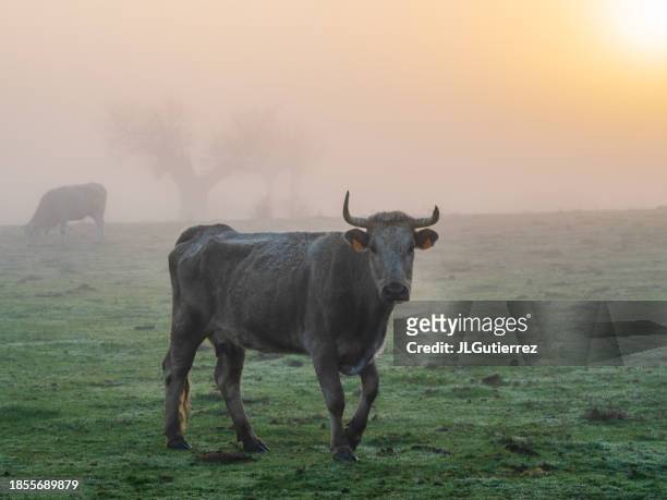 cow in the field at sunrise on a foggy morning - animal behavior stock pictures, royalty-free photos & images