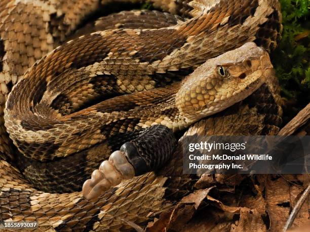 93 Timber Rattler Stock Photos, High-Res Pictures, and Images - Getty ...