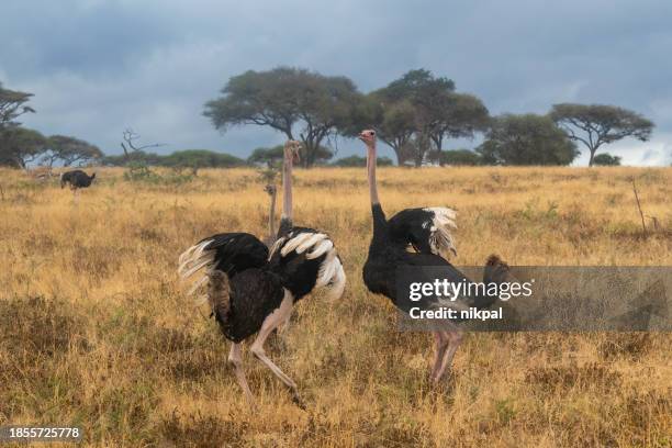 le combat - deux grandes autruches mâles se disputant un groupe de femelles dans le parc national de tarangire avec la savane en arrière-plan - tanzanie - plume dautruche photos et images de collection