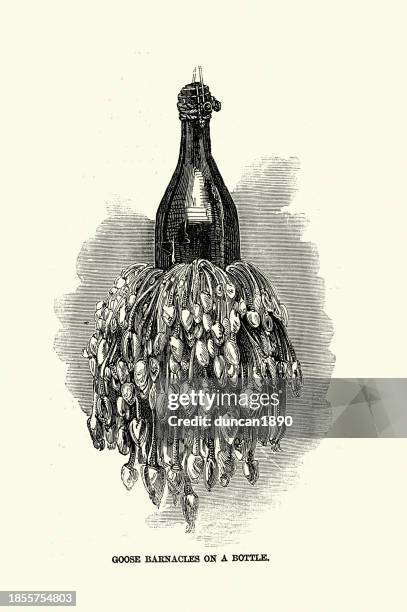 goose barnacles, also called stalked barnacles or gooseneck barnacles growing on a bottle, victorian, 1850s - pollicipes polymerus stock illustrations