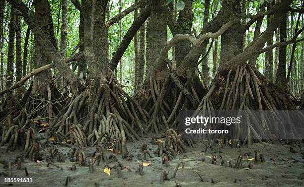 japanese black mangrove roots, okinawa, iriomote - insel iriomote stock-fotos und bilder