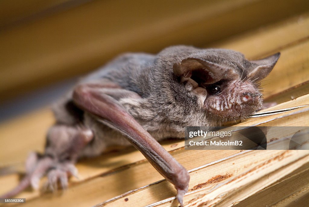 Brazilian free-tailed bat