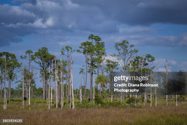 slash pine trees in a marsh at babcock wildlife management area near punta gorda, florida - punta gorda florida stock pictures, royalty-free photos & images