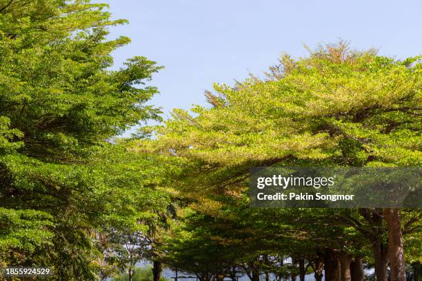 Basal Tree 742 Balsa Tree Stock Photos, High-Res Pictures, and Images - Getty Images