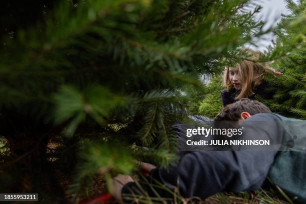 Children cut down a pine tree at Gaver Farm in Mount Airy, Maryland, on December 17 eight days before Christmas.