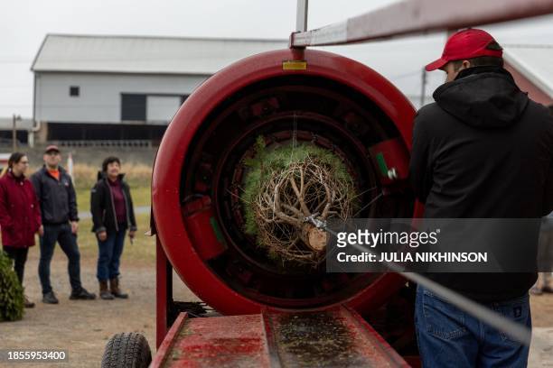 People watch as a freshly cut pine tree is wrapped at Gaver Farm in Mount Airy, Maryland, on December 17 eight days before Christmas.