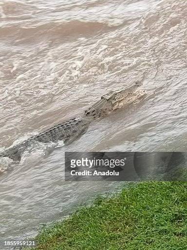 Crocodile is seen in floodwaters in Queensland, Australia on December 18, 2023. More than 300 rescued from floodwaters. Authorities warned citizens...