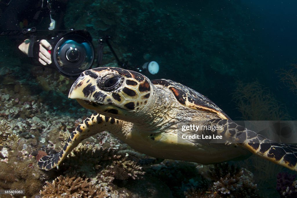 Hawksbill turtle