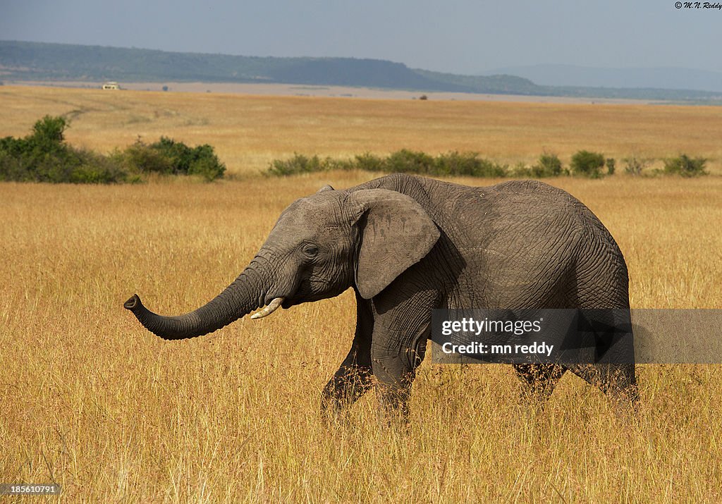 African elephant